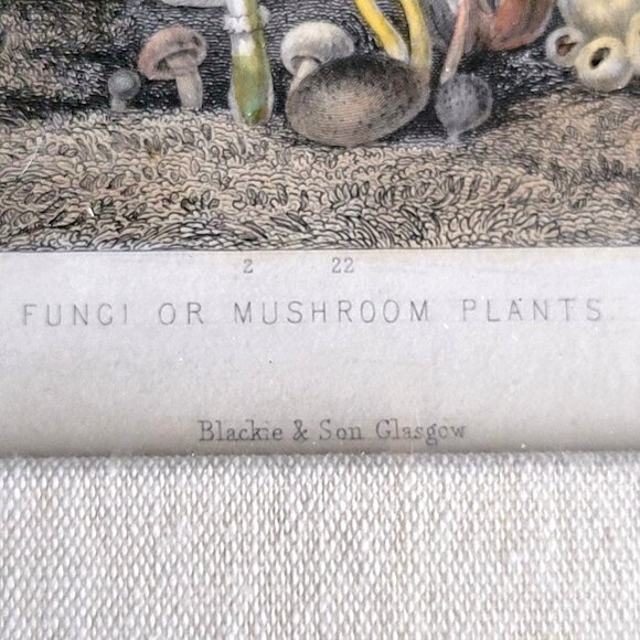 Rhind Botanical History Vegetable Kingdom Hand Colored Bookplate Mushrooms 1855 - Picture 6 of 11
